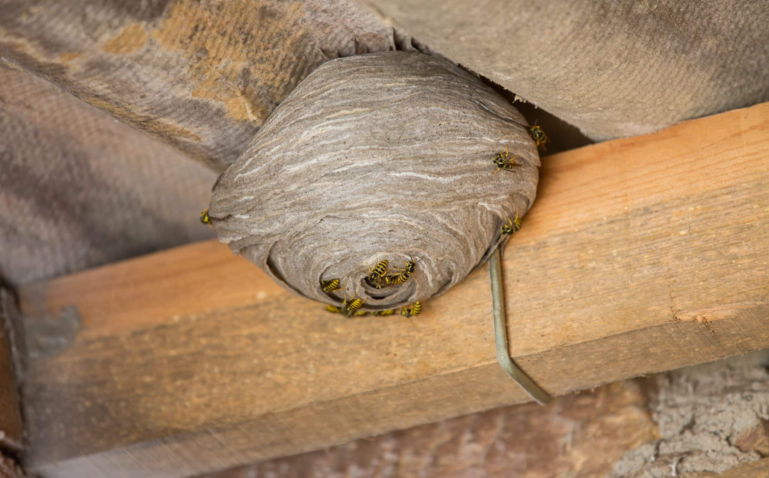 How to Get Rid of Wasps in Your Attic Attic Projects