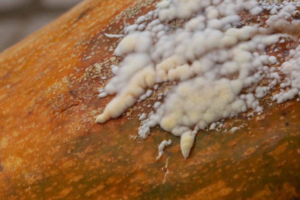 What Is White Mold and What Causes It to Start Growing in Your Attic