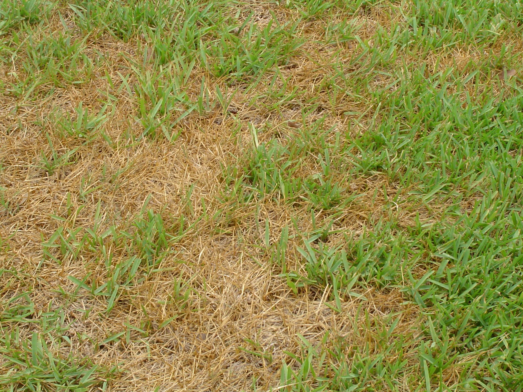 How to fix brown patches in lawn 1 Lawn Sprinkler Repair Company