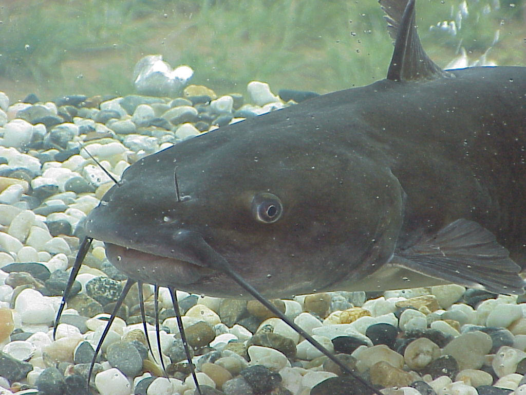 MTV Catfish Auditions Free