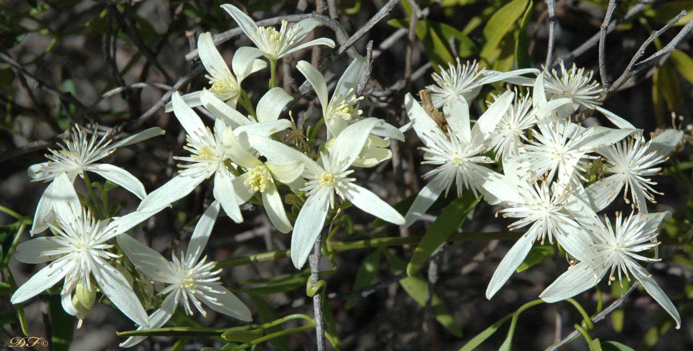 An Australian Garden