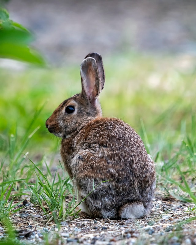 Je viens d'adopter un lapin nain Au Jardin Des Plantes