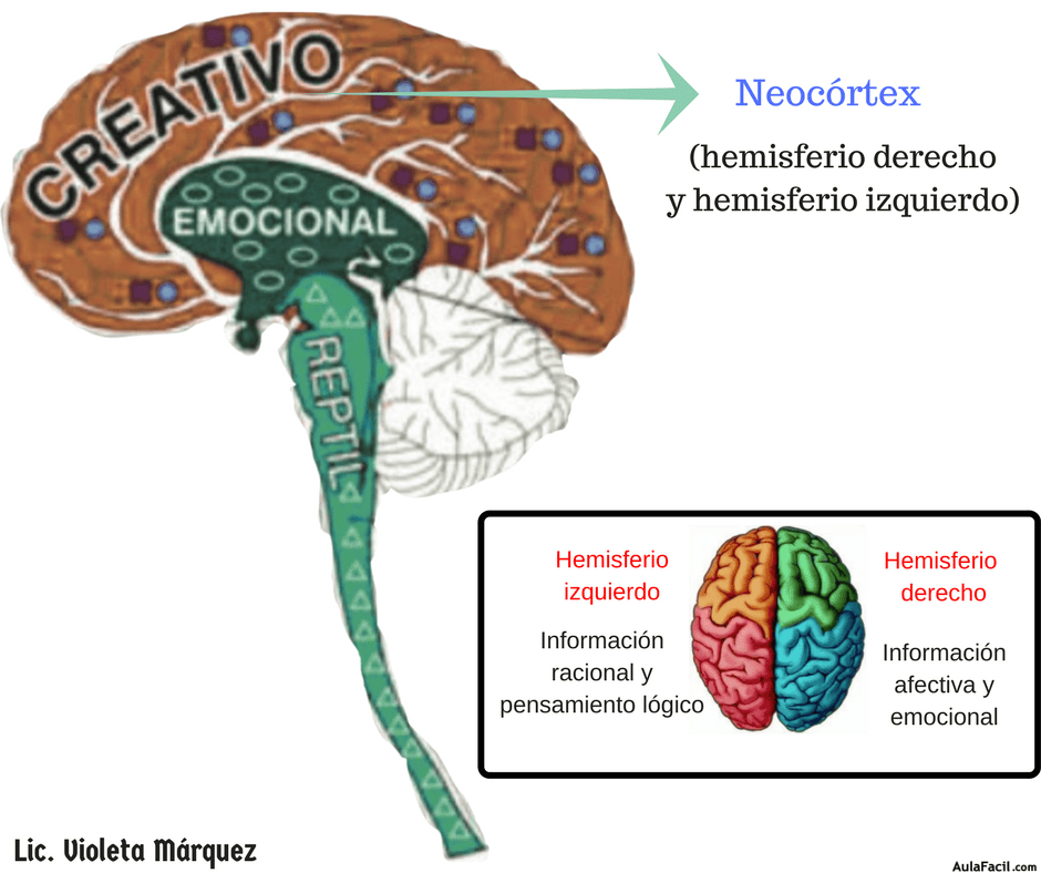 🥇 【 Los diferentes cerebros El papel del cerebro en las