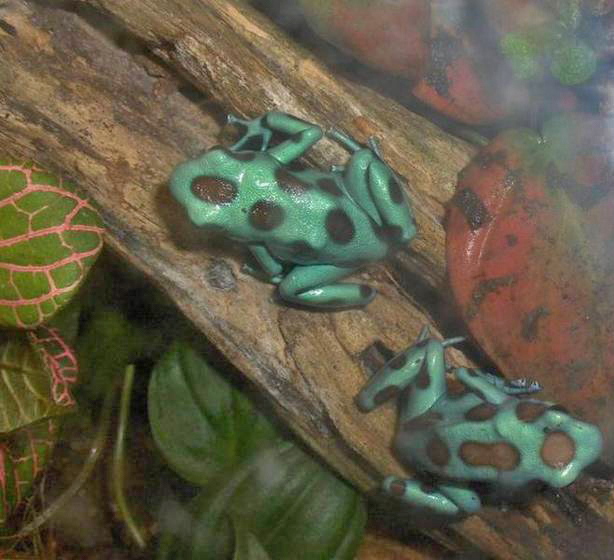Turquoise & Bronze Auratus Morphs Resurrected