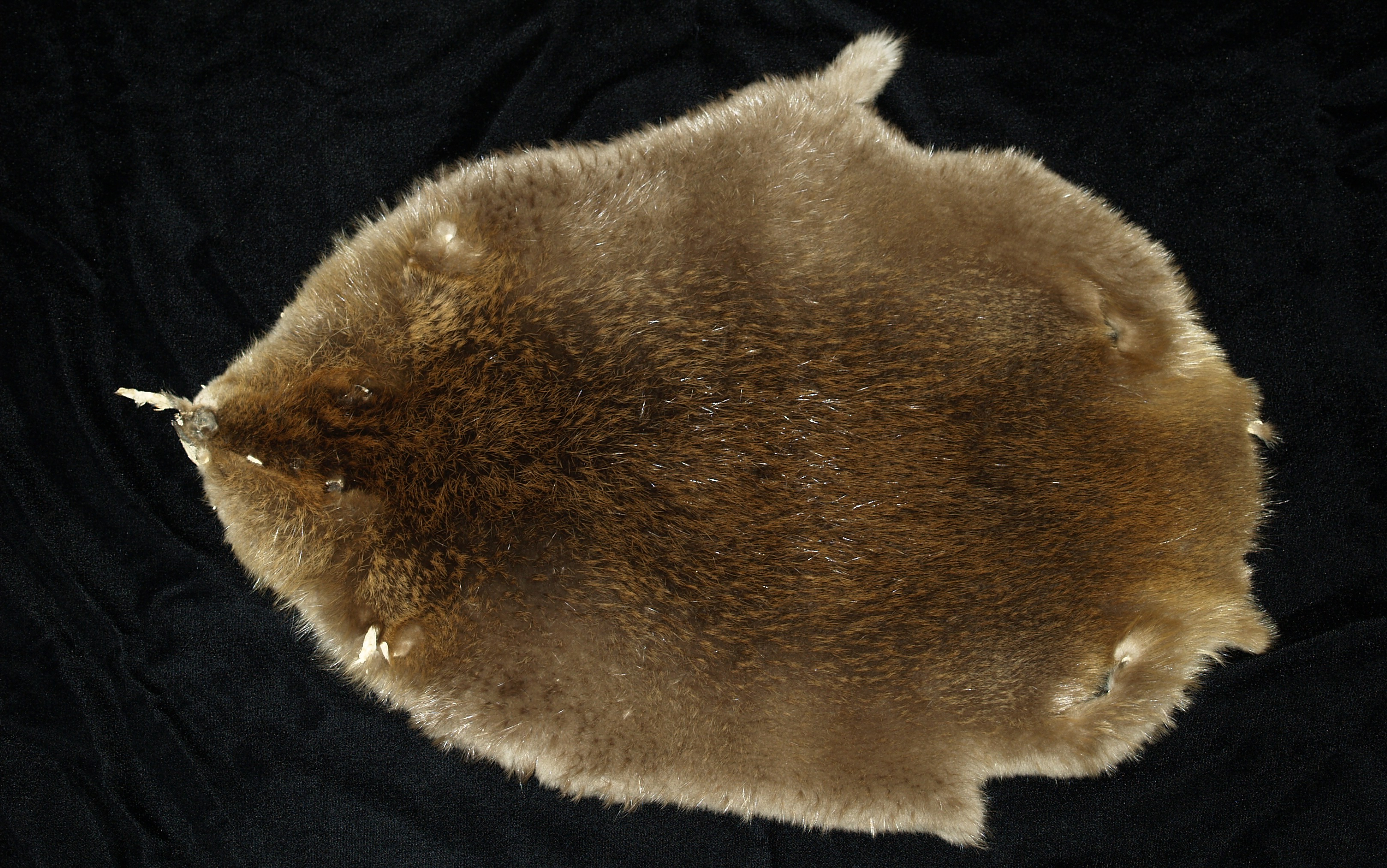 Presentation Name on emaze