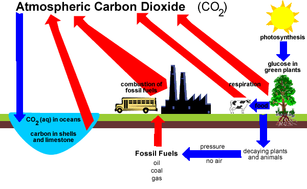 Carbon Cycle Chemistry Tutorial