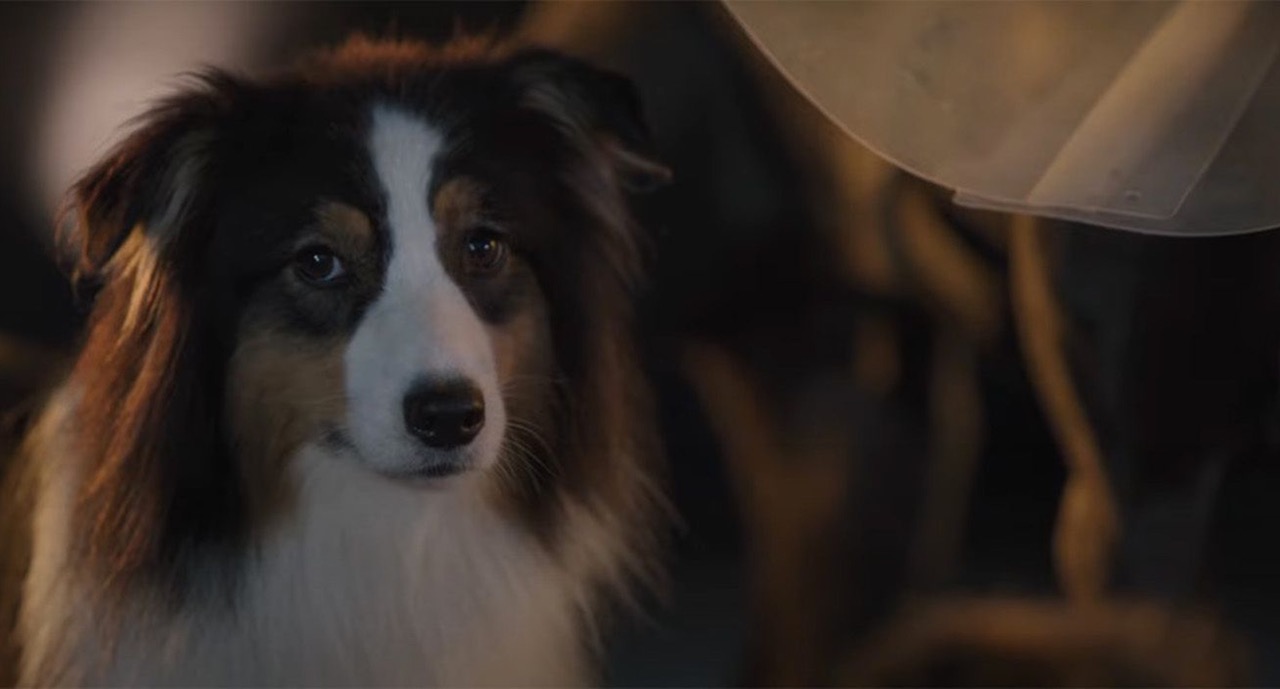 MPC’s expert VFX and Animation team deliver hilarious Canine Capers for