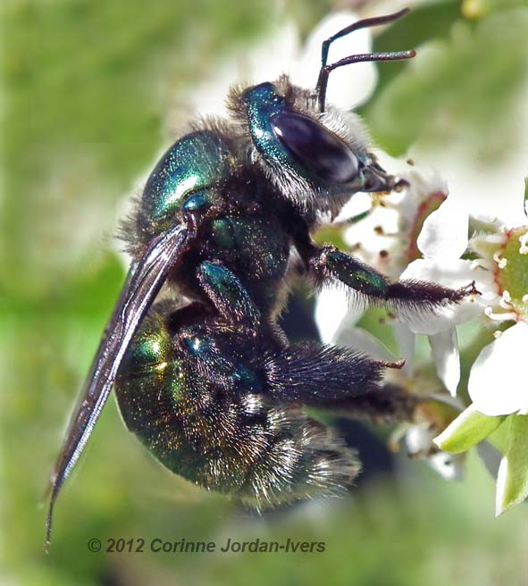 Carpenter Bee (Xylocopa (Lestis))