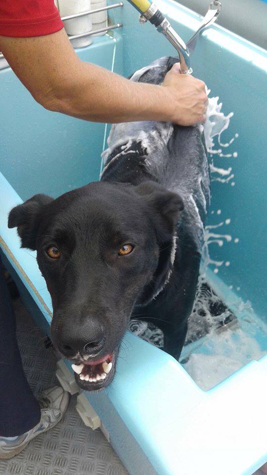 Dog Hydrobath Aussie Pooch Mobile