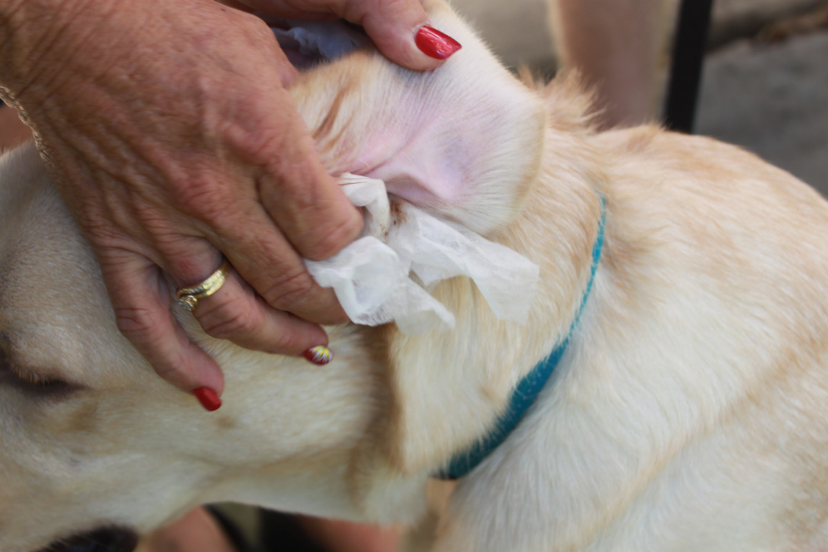 Ear Care For Your Best Friend Aussie Pooch Mobile