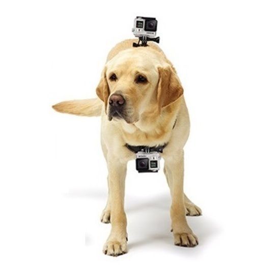 GoPro Pet Accessories