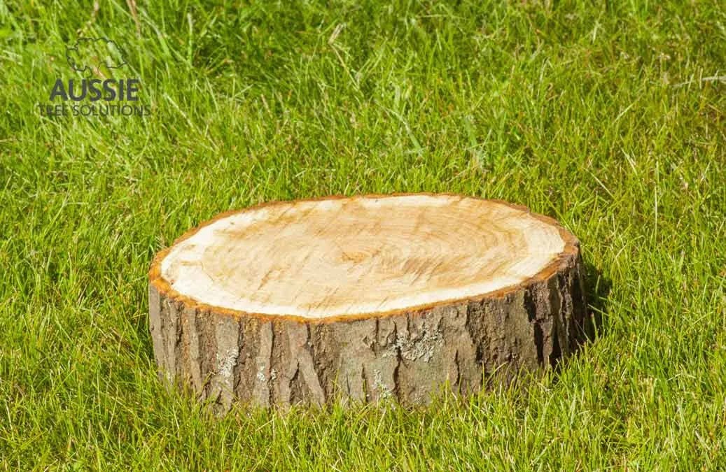 Cutting Down Trees Do I Need Council Approval First?