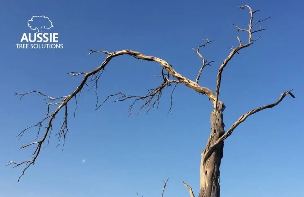 How To Tell If You Have A Dying Tree