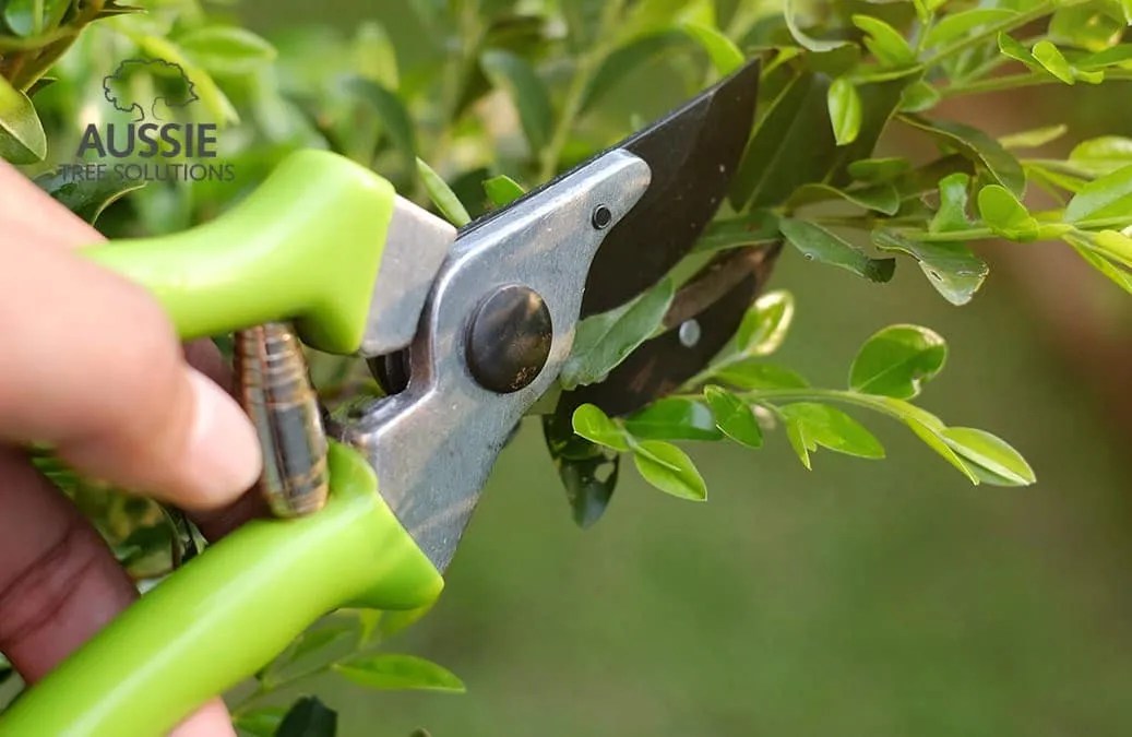 Tree Pruning Essentials When Is The Best Time To Prune?