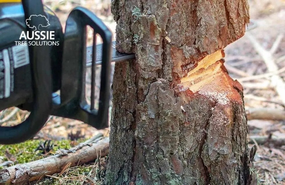 How To Cut A Tree Down Safely