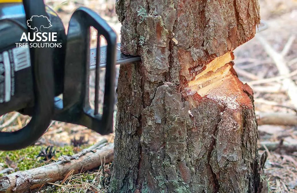 How To Cut A Tree Down Safely