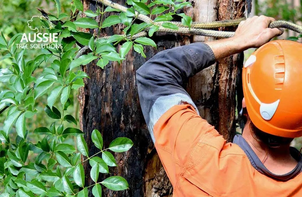 What Is An Arborist And When Should I Hire One?