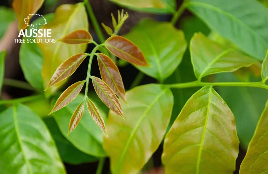 The Top 7 Native Trees To Plant In Brisbane