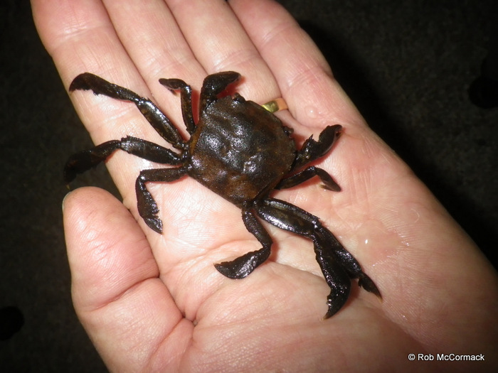 Varuna litterata The River Swimming Crab The Australian Crayfish Project