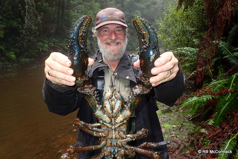 The Tasmanian Giant Freshwater Lobster Astacopsis gouldi The