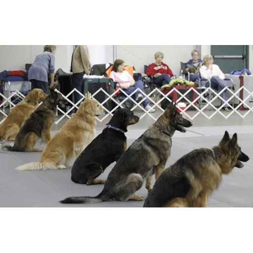 Monthly Obedience Program Austin Canine Central