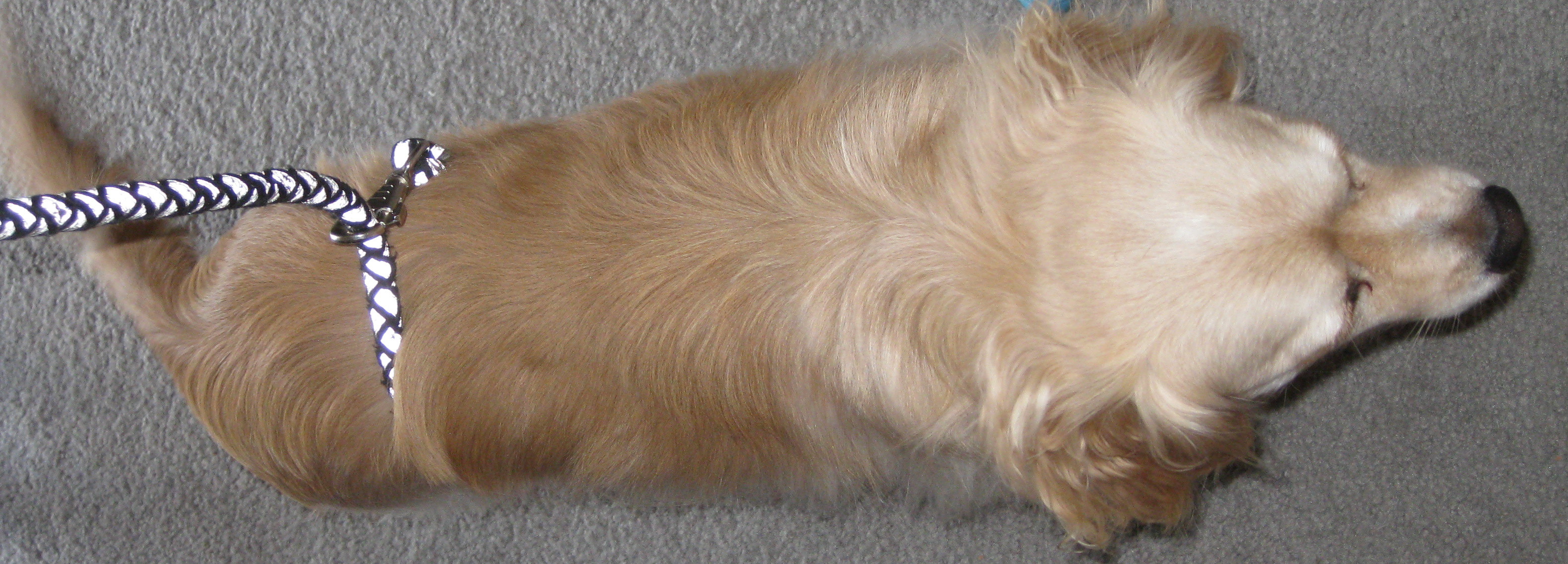 How to Properly Break Up a Dog Fight Certified Austin Dog