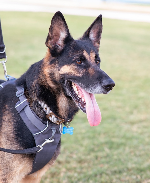 Zach Austin German Shepherd Dog Rescue