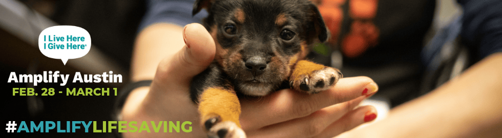 Animal Shelter Near Me Open Now Pet's Gallery