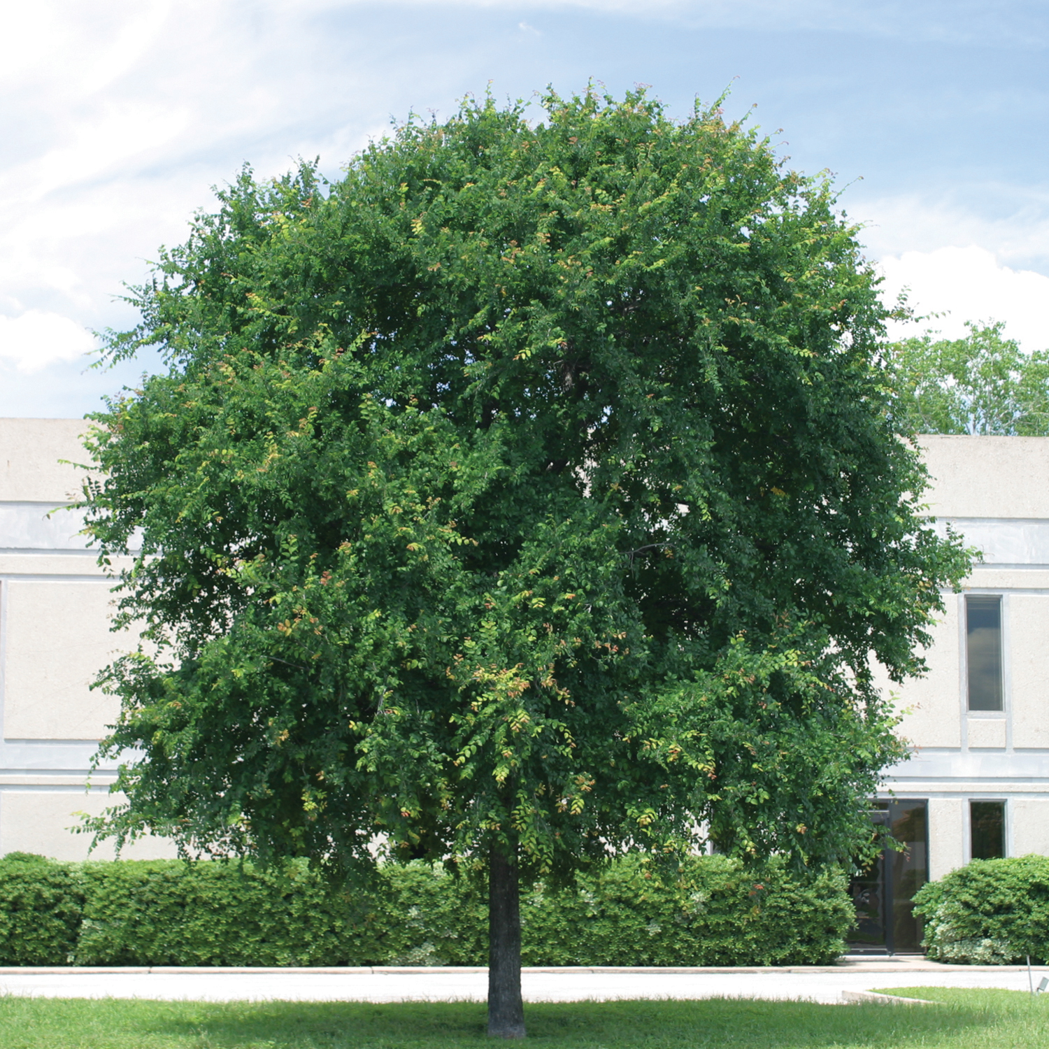 Elm, Cedar AustinTexas.gov