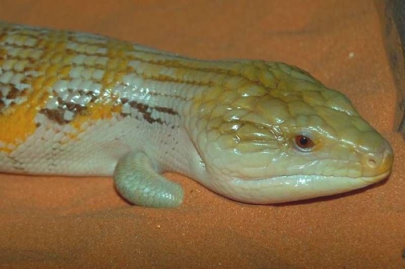 Sunrise Northern Bluetongue Skink (Tiliqua scincoides