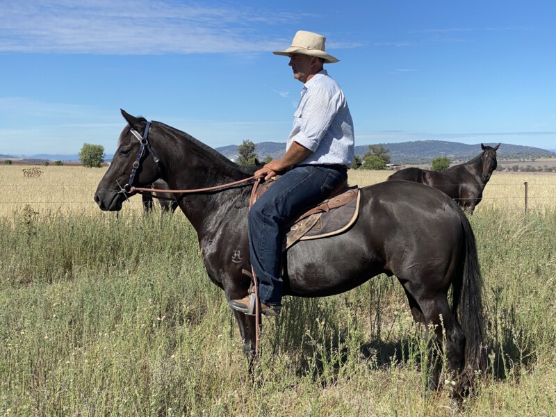 CKJ Stock Horses Australian Campdrafting Magazine