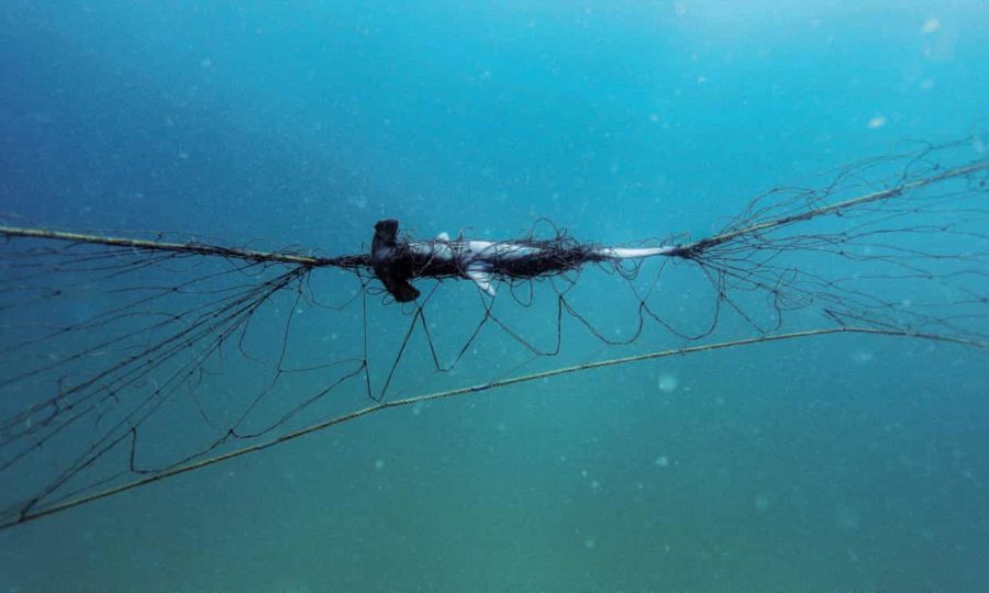 NSW shark nets kill a turtle every 20 days Australian Geographic