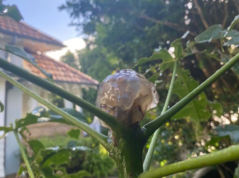 Wet weather causing 'jellyfishlike blobs' to fall from trees