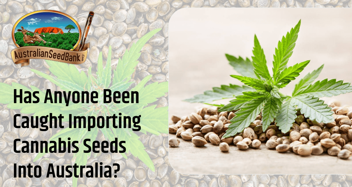 Has Anyone Been Caught Importing Cannabis Seeds into Australia