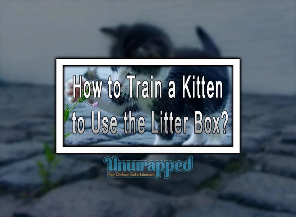How to train a kitten to use the litter box Kitty's Training Guide