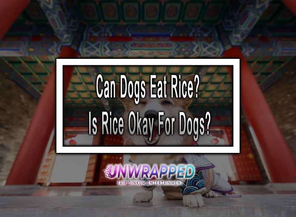 Can Dogs Eat Rice? Is Rice Okay For Dogs?