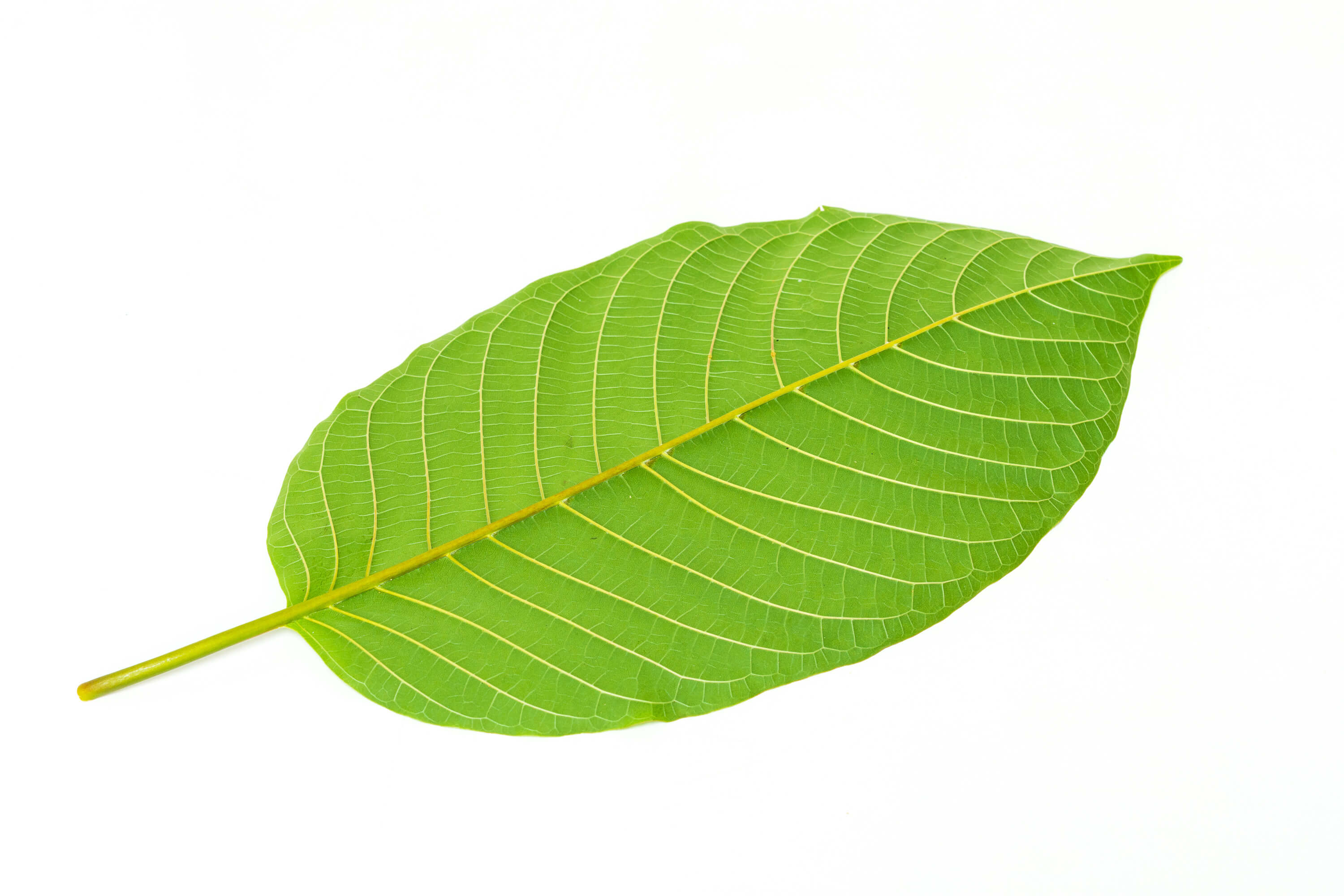 White Vein Kratom Effects, Benefits, and Dosage Authentic Kratom