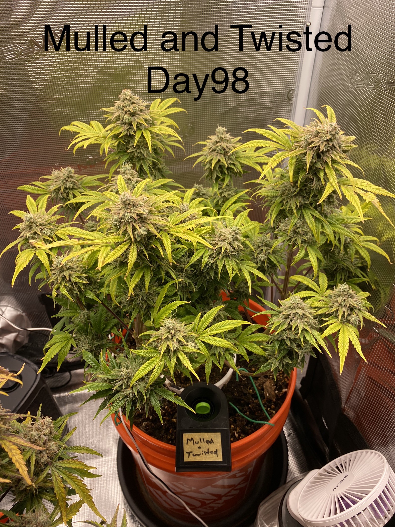 Twisted Tree The Autoflower Network