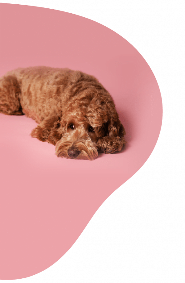 ADB Petite Lowest Price Guarantee