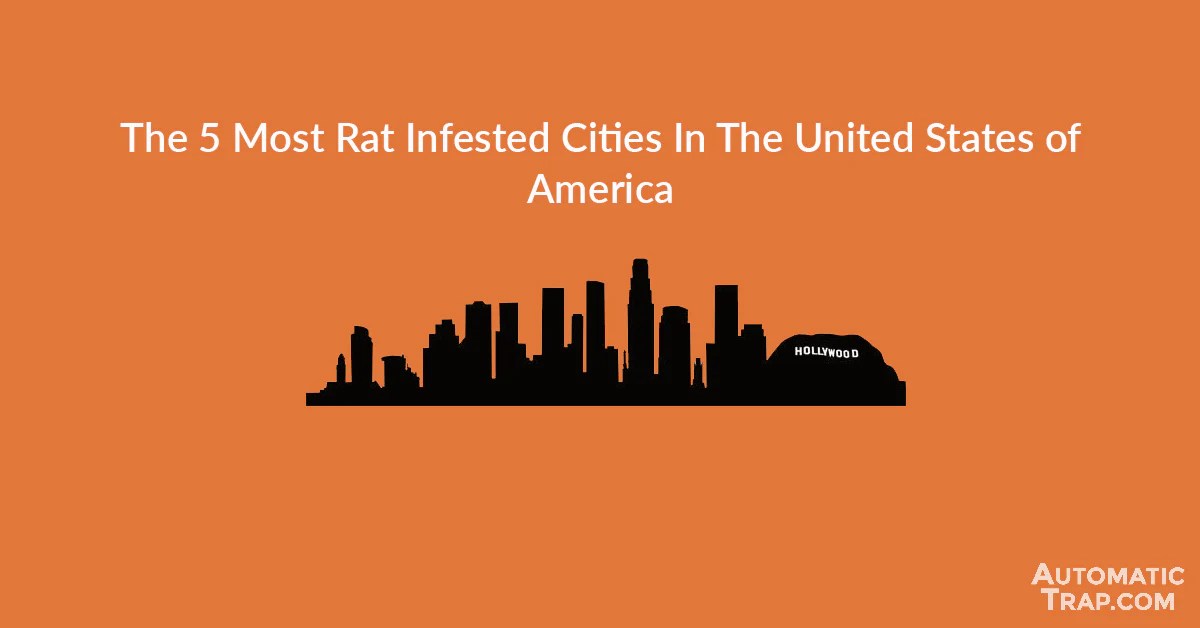 5 Most Rat Infested Cities In America City With The Most Rats USA