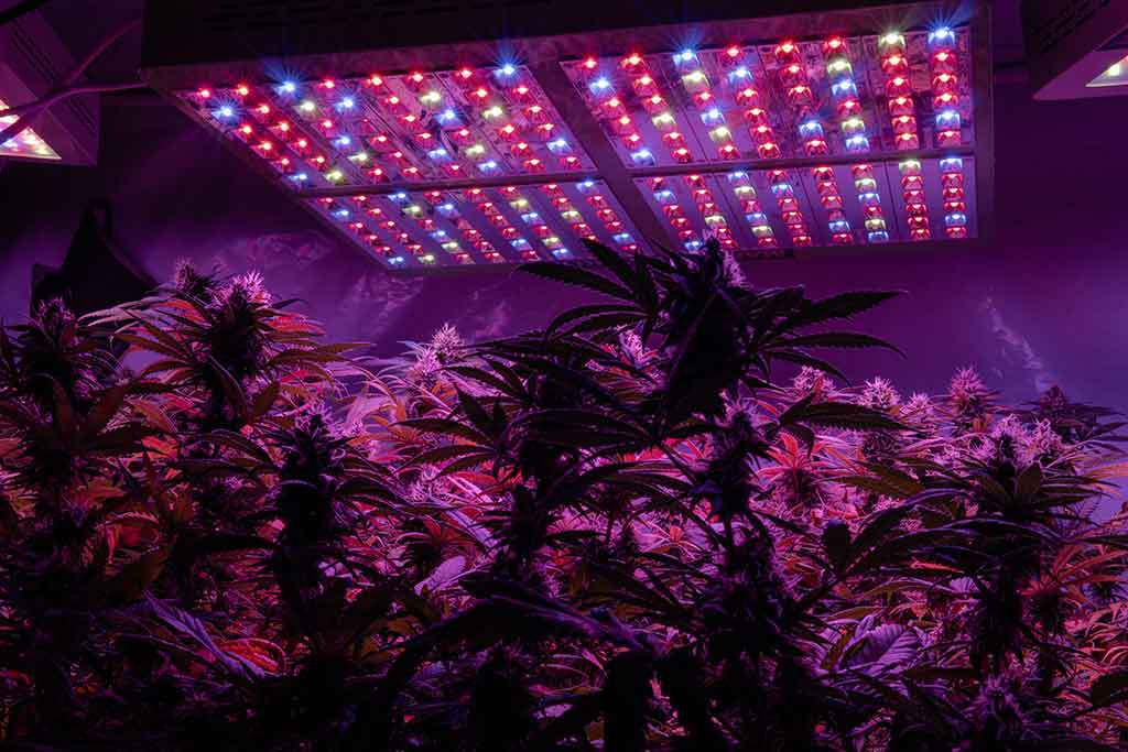 Best Grow Lights For Autoflowers Auto Seeds
