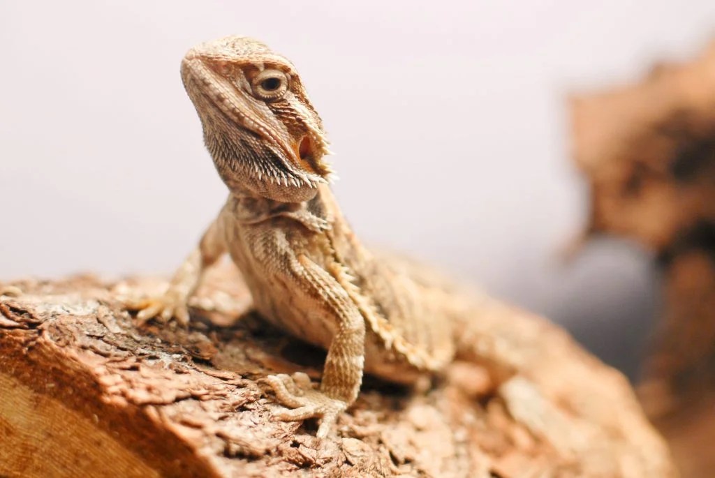 Quel reptile choisir pour débuter un terrarium