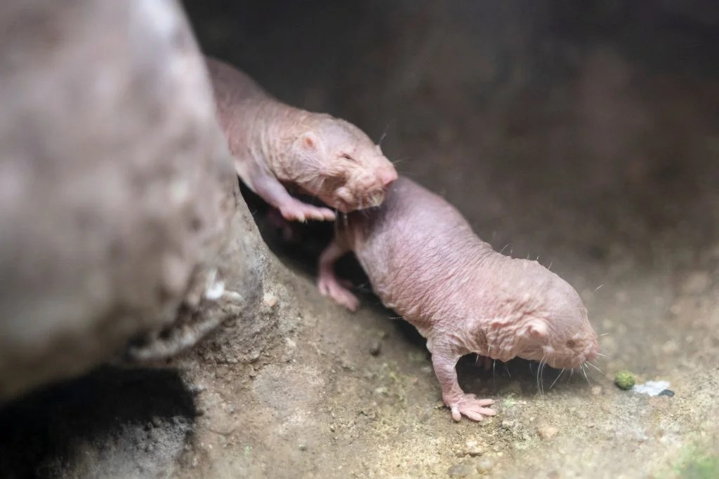 Quel animal vit le plus longtemps ? — Autour Des Animaux