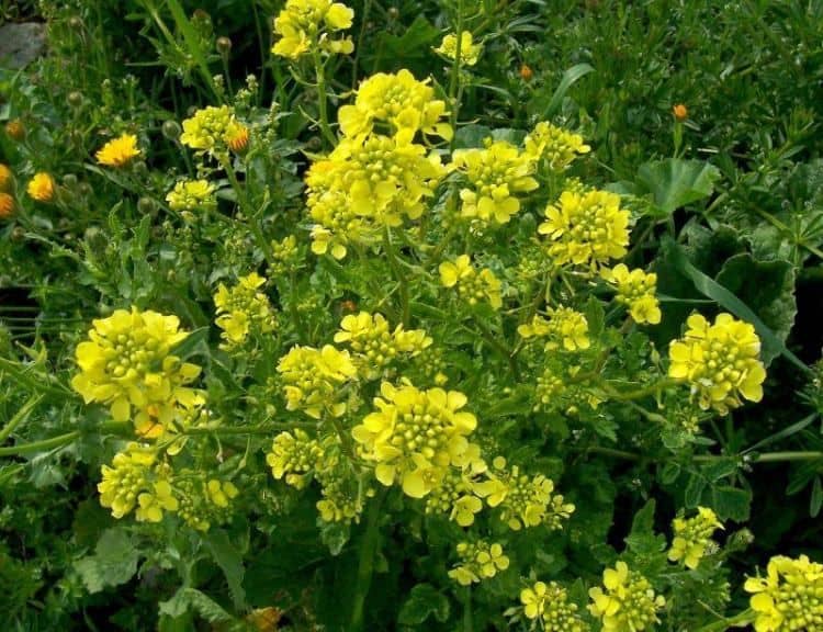 Les engrais verts pour votre potager en carrés