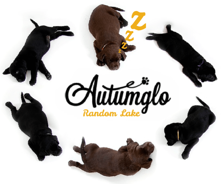 The Best Dog Boarding in Random Lake, WI Luxury Cat Boarding