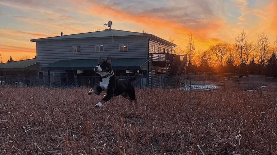 Pet Boarding West Bend Pics Dog Kennels Mequon Doggy Day Care