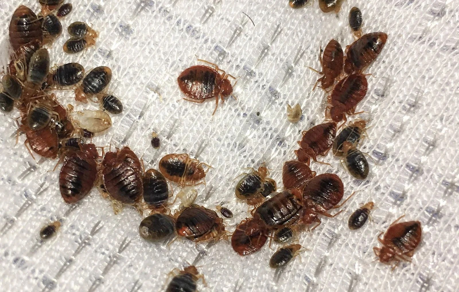 Bed Bugs Need Professional Treatment, Here’s Why Available Ideas
