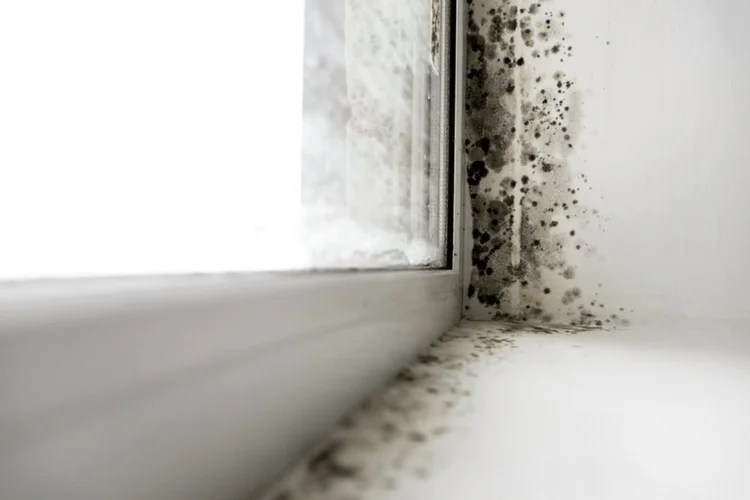 Mold Prevention Black Colored Mold vs. Black Toxic Mold Available Ideas