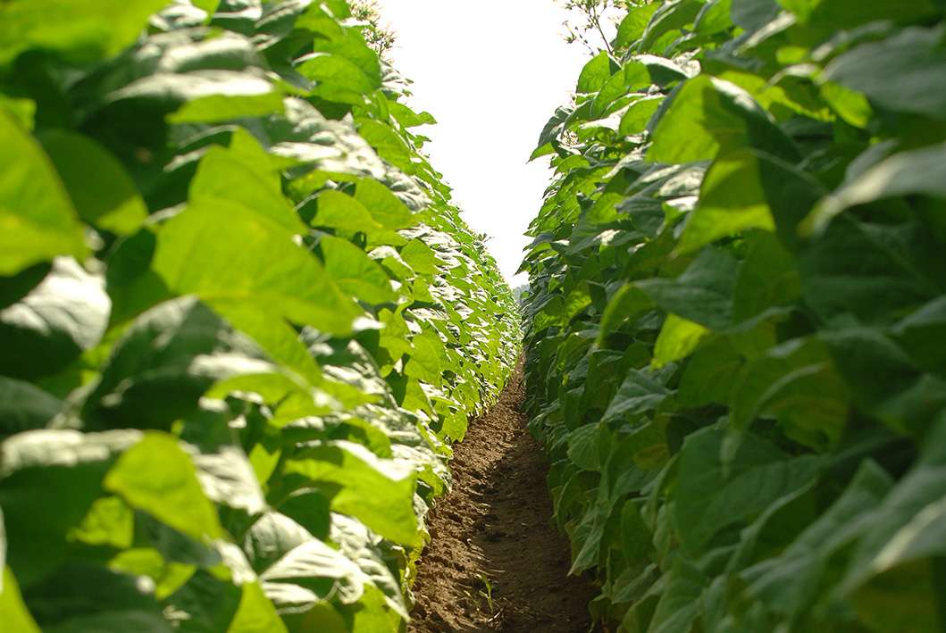 How Avanti Dark FireCured Tobacco Stands Out From the Rest Avanti Cigar