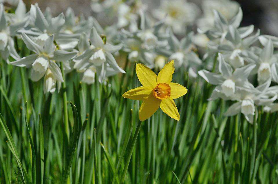 March's Birth Flower The Dapper Daffodil Avas Flowers